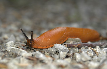 Image showing creeping orange slug