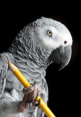 Image showing Parrot Holding Pencil