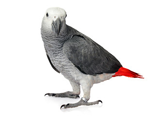 Image showing African Grey Parrot isolated on a white background