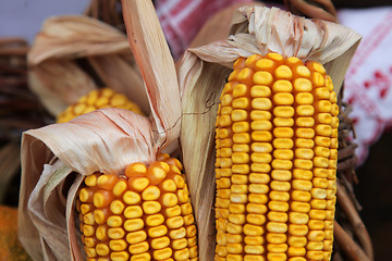 Image showing Maize cobs