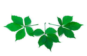 Image showing Three green virginia creeper leaves