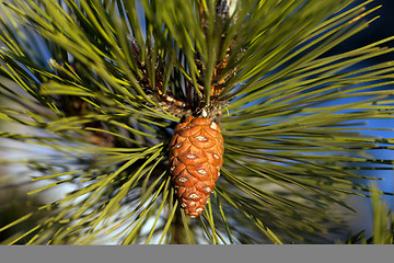 Image showing Pine cone. Close-up view.