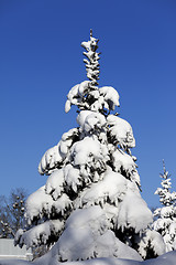 Image showing Snowy fir on background of blue sky