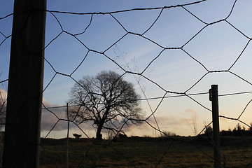 Image showing Through the fence