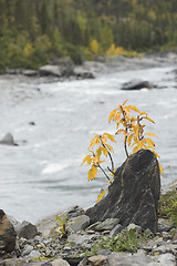 Image showing seasonal fall image