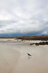 Image showing Mockingbird on Tortuga bay