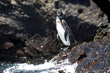 Image showing Galapagos Penguin