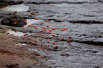 Image showing Sally lightfoot crabs