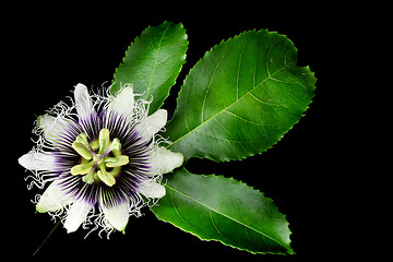 Image showing Passion Fruit Flower Isolated on Black 