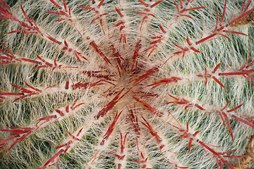 Image showing Top view of a cactus 
