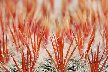 Image showing close up of an cactus