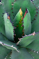 Image showing Agave plant close up