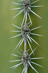 Image showing detail of Saguaro cactus closeup