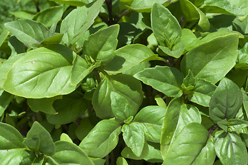 Image showing Fresh green basil leaves close-up 