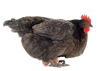 Image showing chicken and eggs