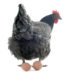 Image showing chicken and eggs