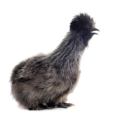 Image showing young Silkie