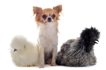 Image showing young Silkies and chihuahua