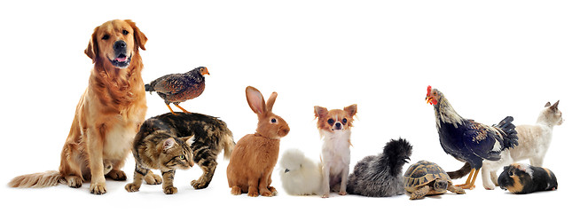 Image showing group of pets