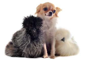Image showing young Silkies and chihuahua