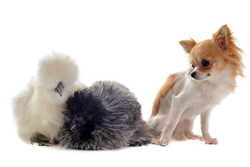 Image showing young Silkies and chihuahua