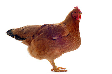 Image showing brown hen
