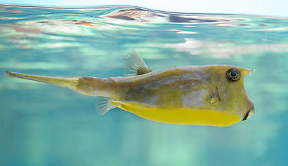 Image showing longhorn cowfish