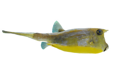 Image showing longhorn cowfish