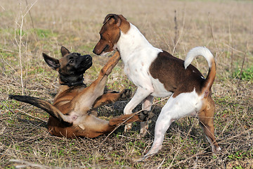 Image showing playing dogs