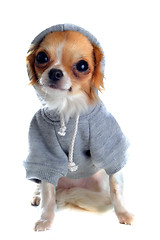 Image showing dressed chihuahua