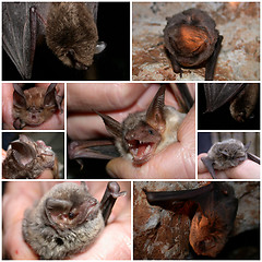 Image showing bats