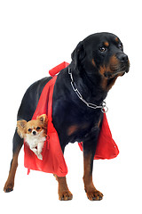 Image showing rottweiler holding a chihuahua