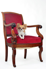 Image showing antique chair and chihuahua