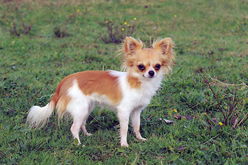 Image showing puppy chihuahua