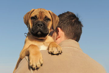 Image showing puppy Bull Mastiff