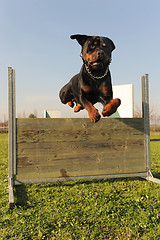 Image showing jumping rottweiler