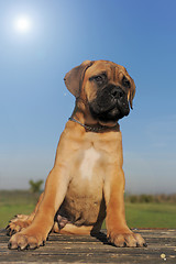 Image showing puppy Bull Mastiff