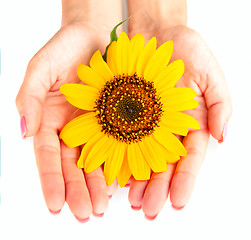 Image showing sunflower like the sun in hands isolated 