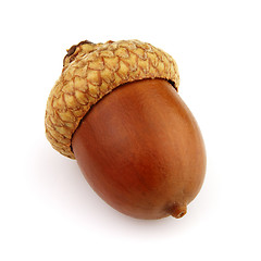 Image showing Dried acorn