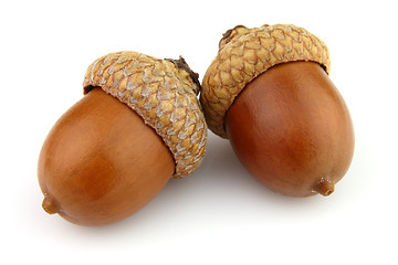 Image showing Dried acorns