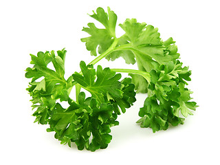Image showing Twig of parsley