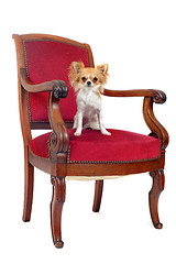 Image showing antique chair and chihuahua