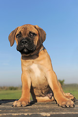 Image showing puppy Bull Mastiff