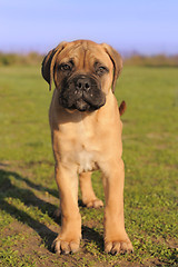 Image showing puppy Bull Mastiff