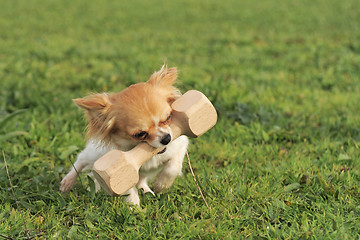 Image showing puppy chihuahua and stick