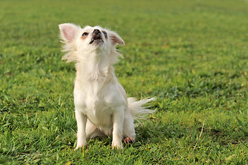 Image showing barking chihuahua