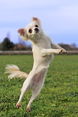 Image showing jumping chihuahua