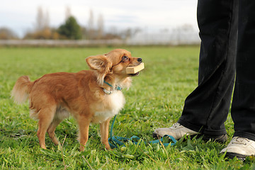 Image showing chihuahua and stick