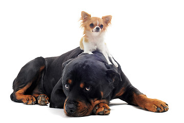 Image showing rottweiler and puppy chihuahua