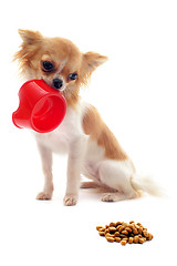 Image showing puppy chihuahua and food bowl